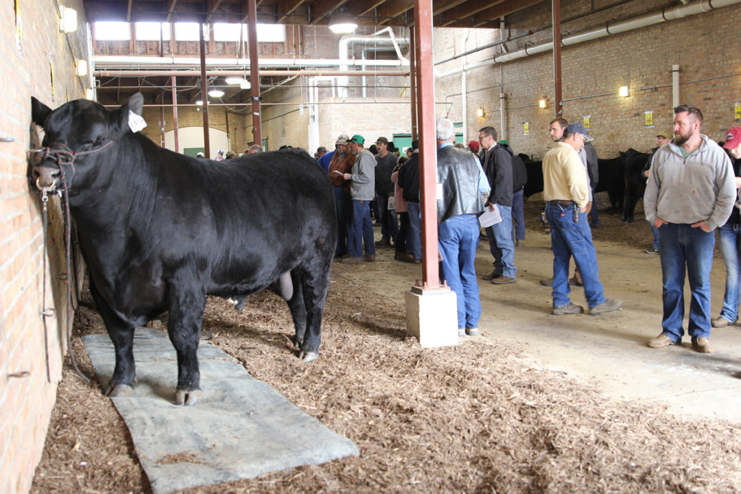 Welcome to the IPT  Bull Sale Site