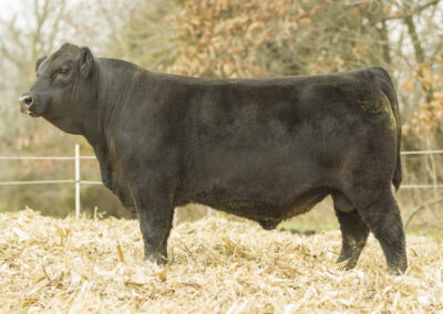 Lot 50- Can Am Justified 121